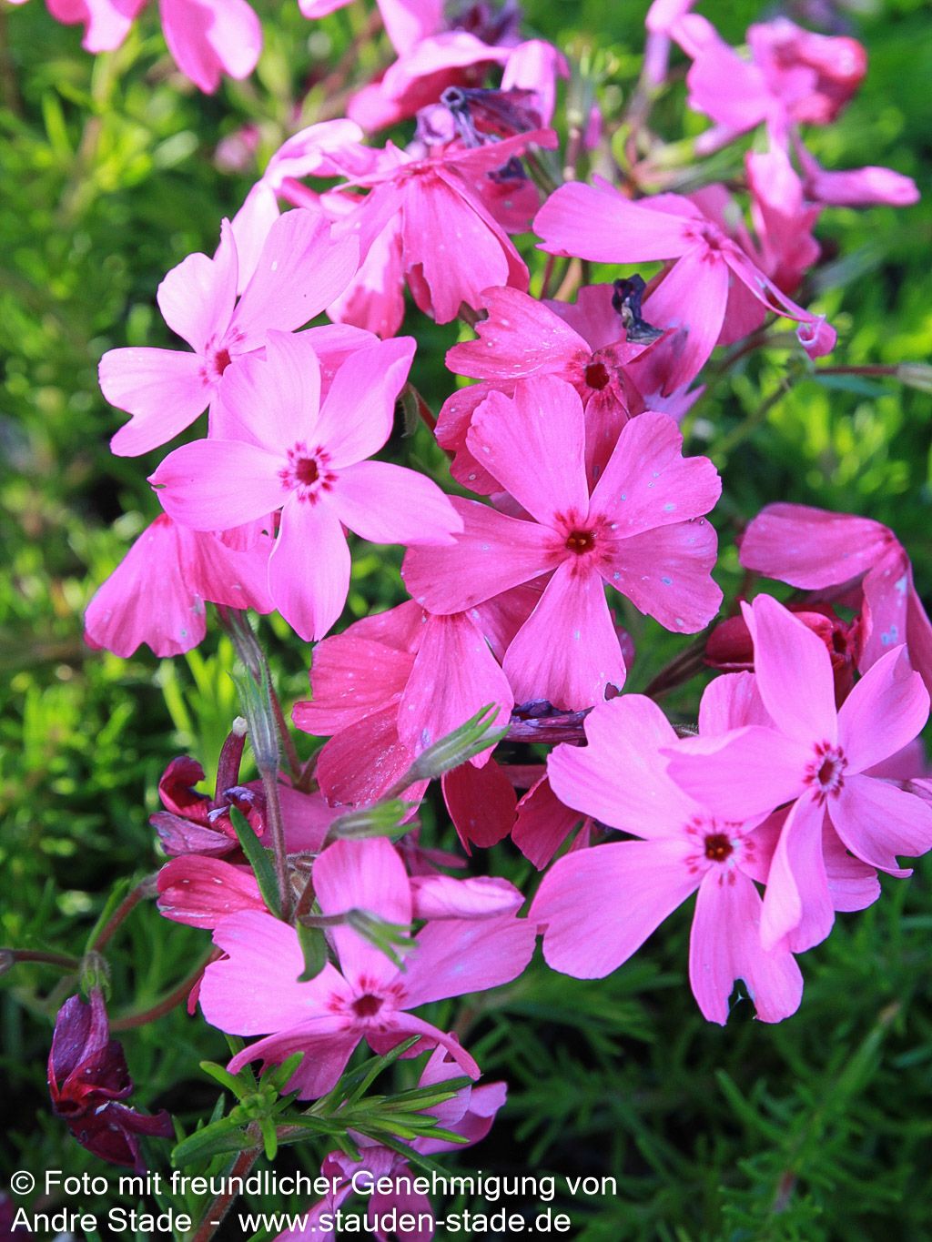 Polster-Flammenblume 'MacDaniels Cushion' (Phlox subulata)