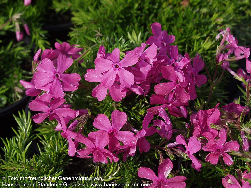 Polster-Flammenblume 'MacDaniels Cushion' (Phlox subulata)