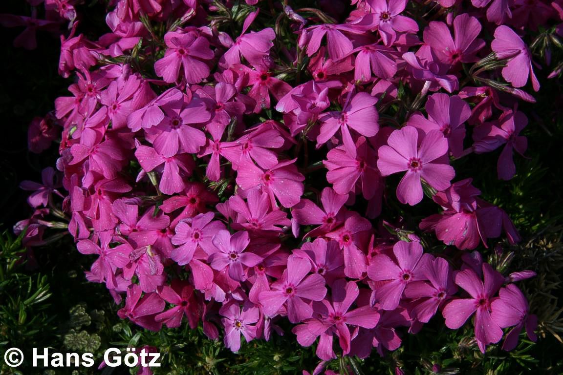 Polster-Flammenblume 'MacDaniels Cushion' (Phlox subulata)