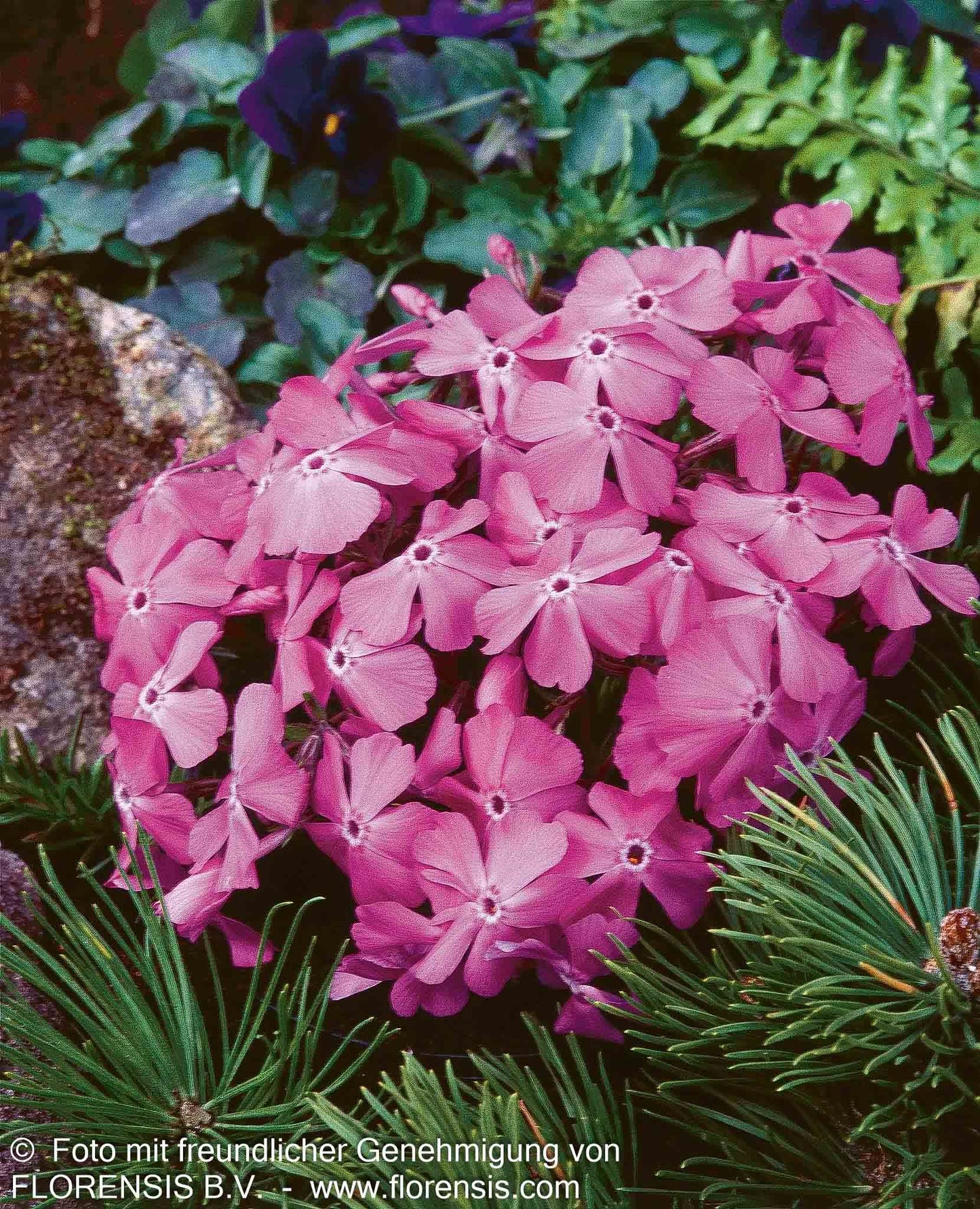 Polster-Flammenblume 'MacDaniels Cushion' (Phlox subulata)