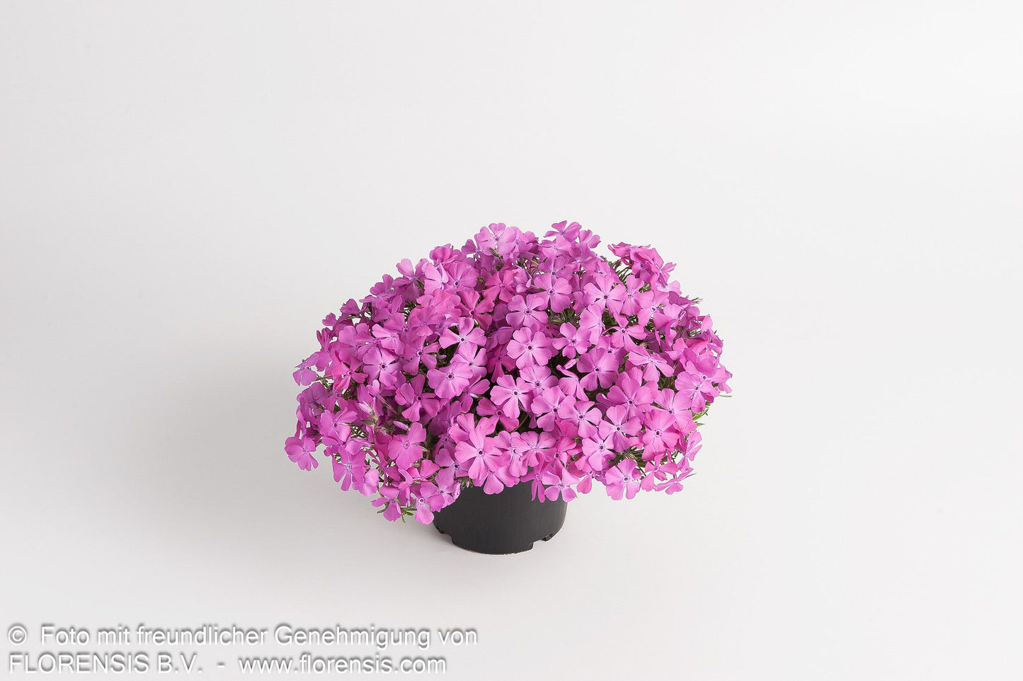 Polster-Flammenblume 'MacDaniels Cushion' (Phlox subulata)