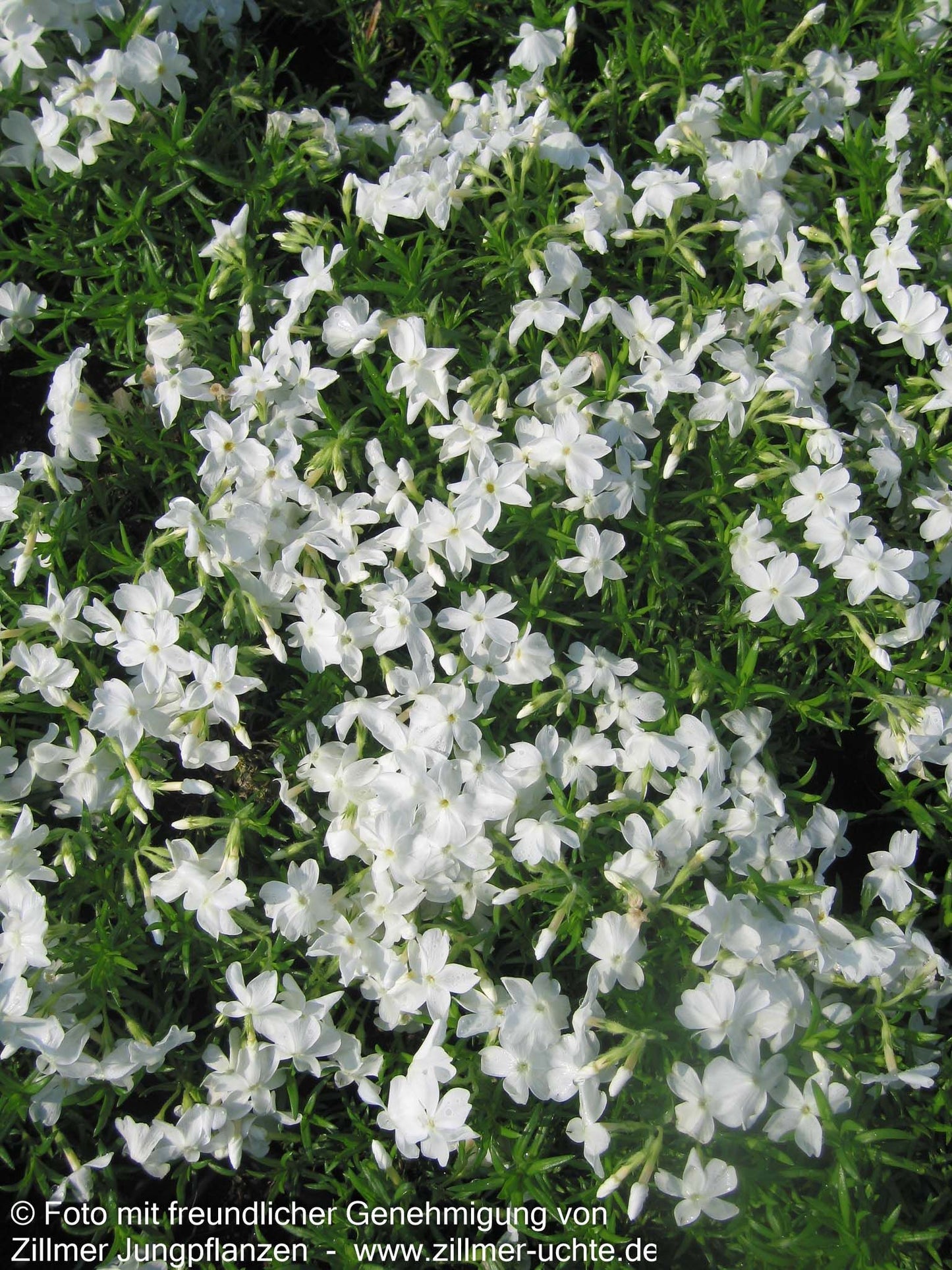 Polster-Flammenblume 'Maischnee' (Phlox subulata)