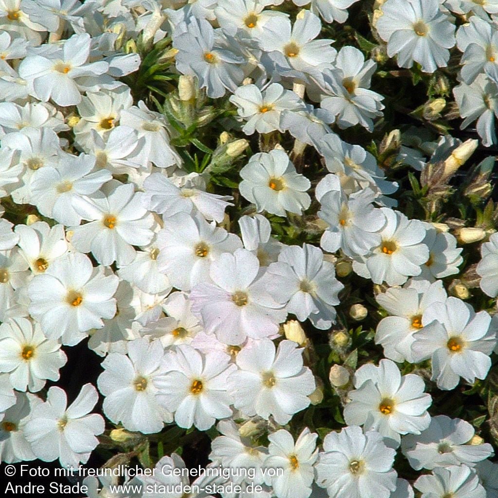 Polster-Flammenblume 'Maischnee' (Phlox subulata)