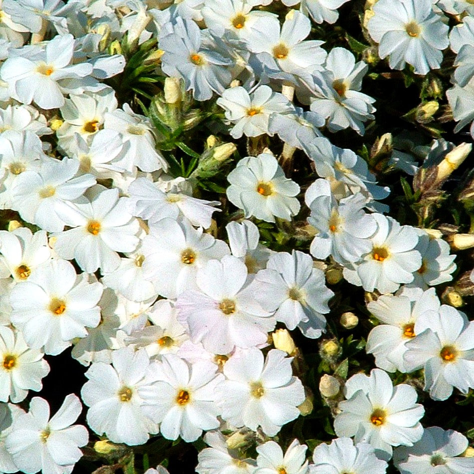 Polster-Flammenblume 'Maischnee' (Phlox subulata)