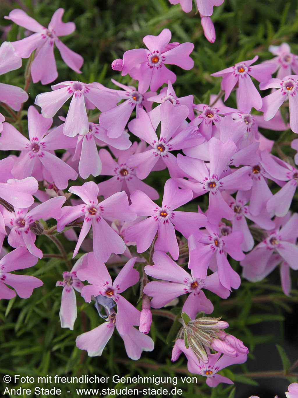 Polster-Flammenblume 'Moerheimii' (Phlox subulata)