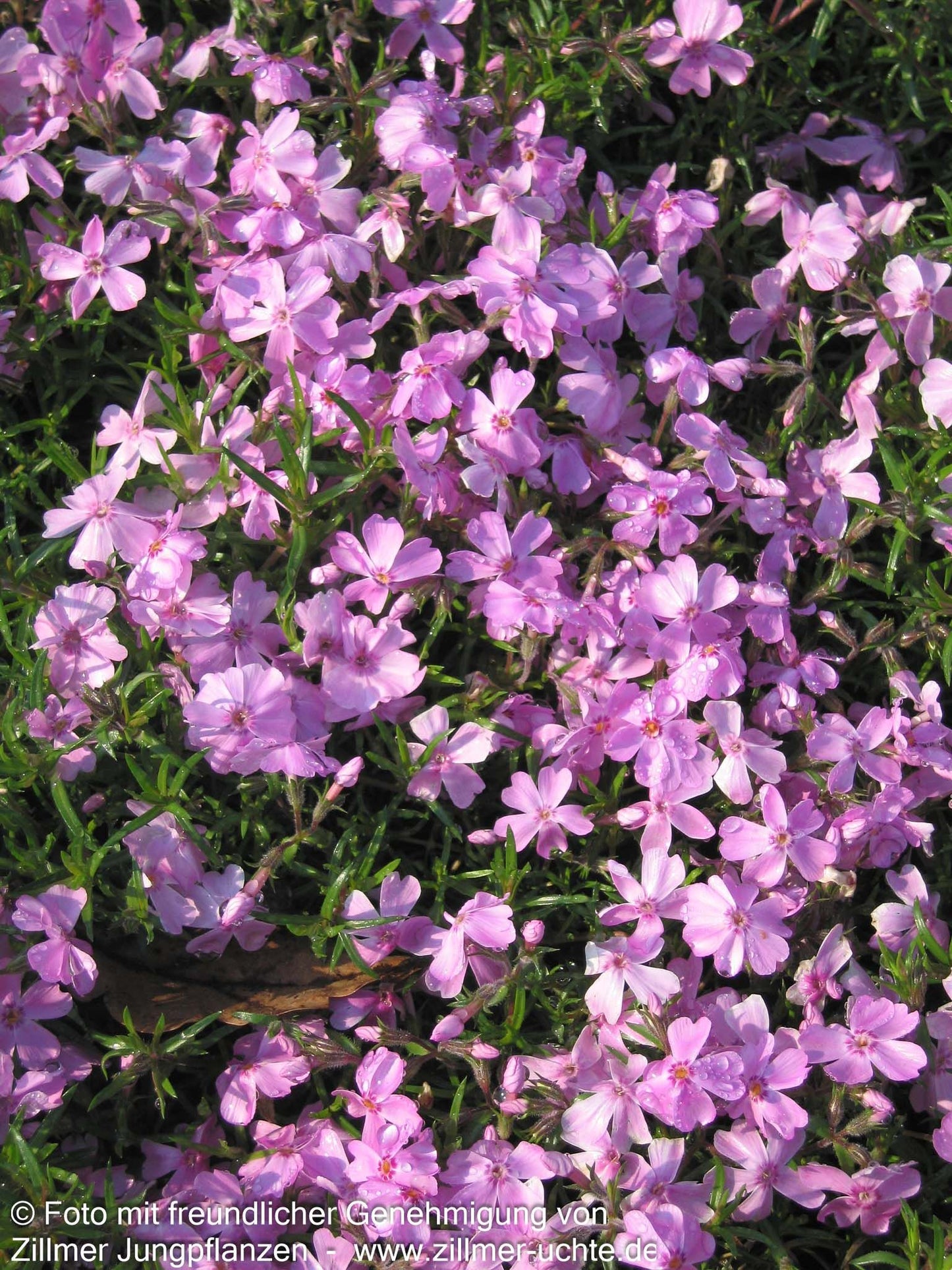 Polster-Flammenblume 'Ronsdorfer Schöne' (Phlox subulata)