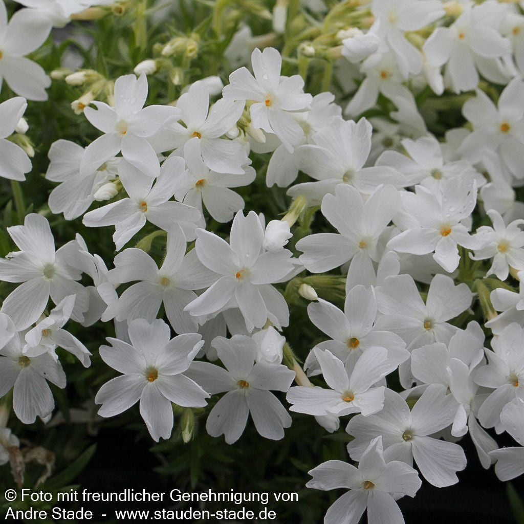 Polster-Flammenblume 'White Delight' (Phlox subulata)
