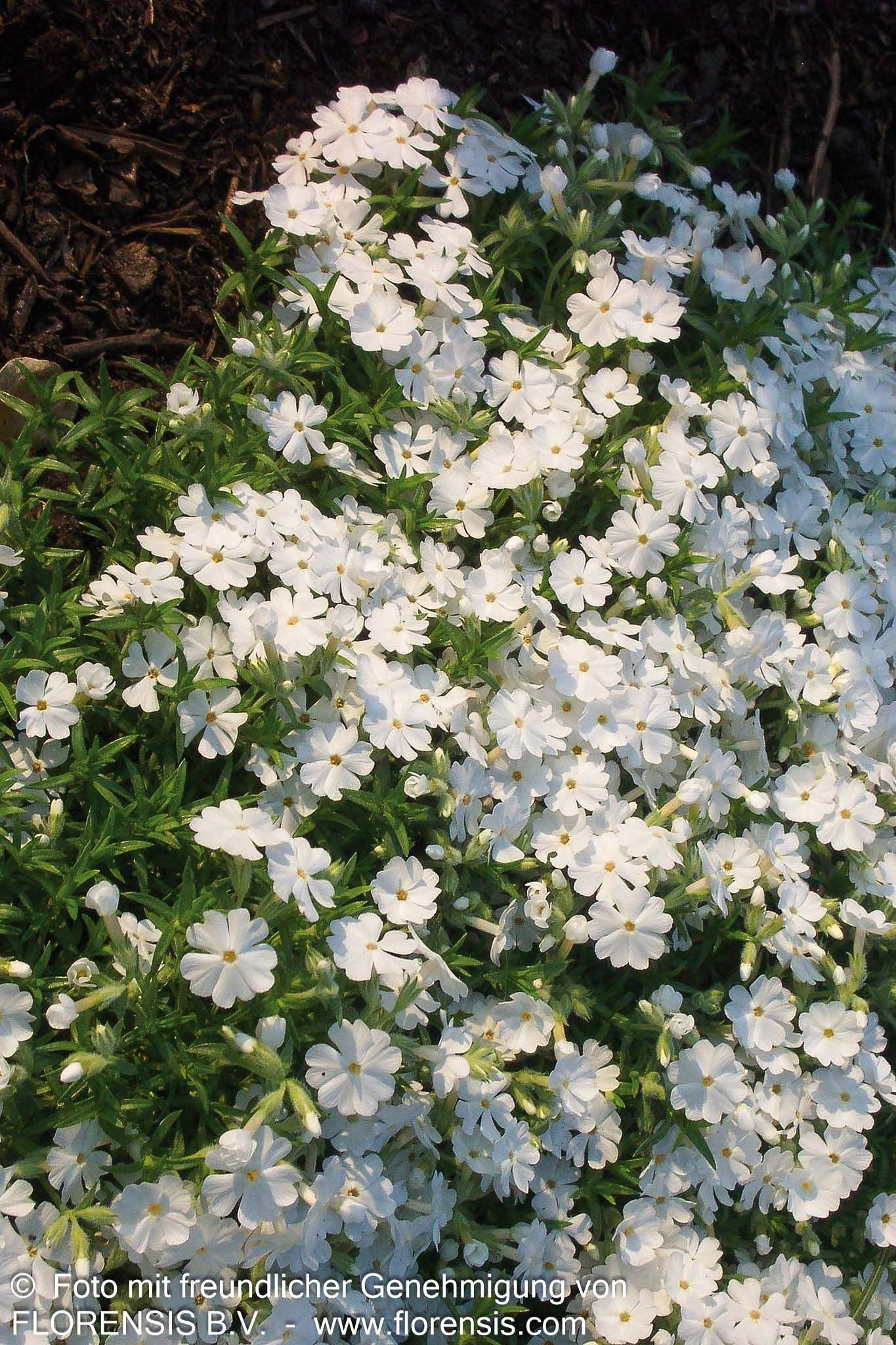 Polster-Flammenblume 'White Delight' (Phlox subulata)