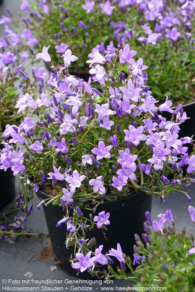 Polster-Glockenblume 'Catharina' (Campanula portenschlagiana)