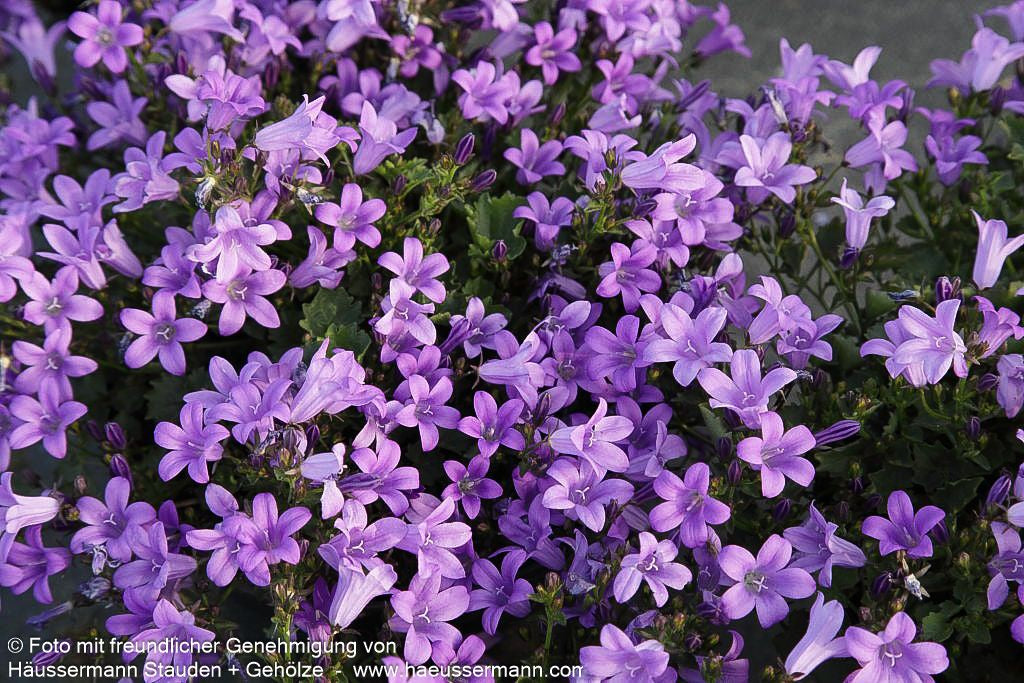 Polster-Glockenblume 'Catharina' (Campanula portenschlagiana)