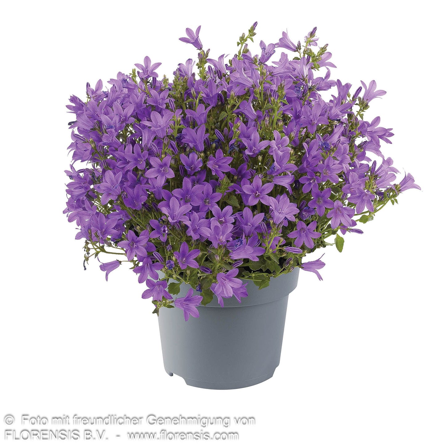 Polster-Glockenblume 'Catharina' (Campanula portenschlagiana)