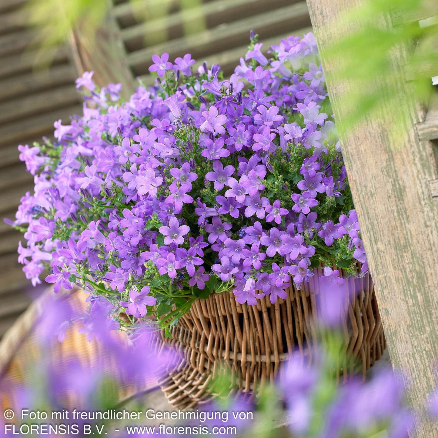 Polster-Glockenblume 'Catharina' (Campanula portenschlagiana)