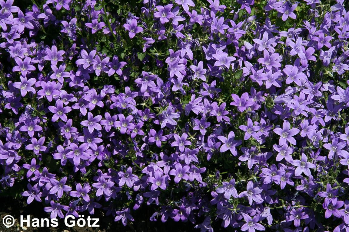 Polster-Glockenblume 'Resholt' (Campanula portenschlagiana)