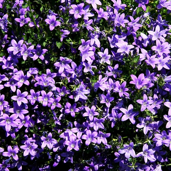 Polster-Glockenblume 'Resholt' (Campanula portenschlagiana)