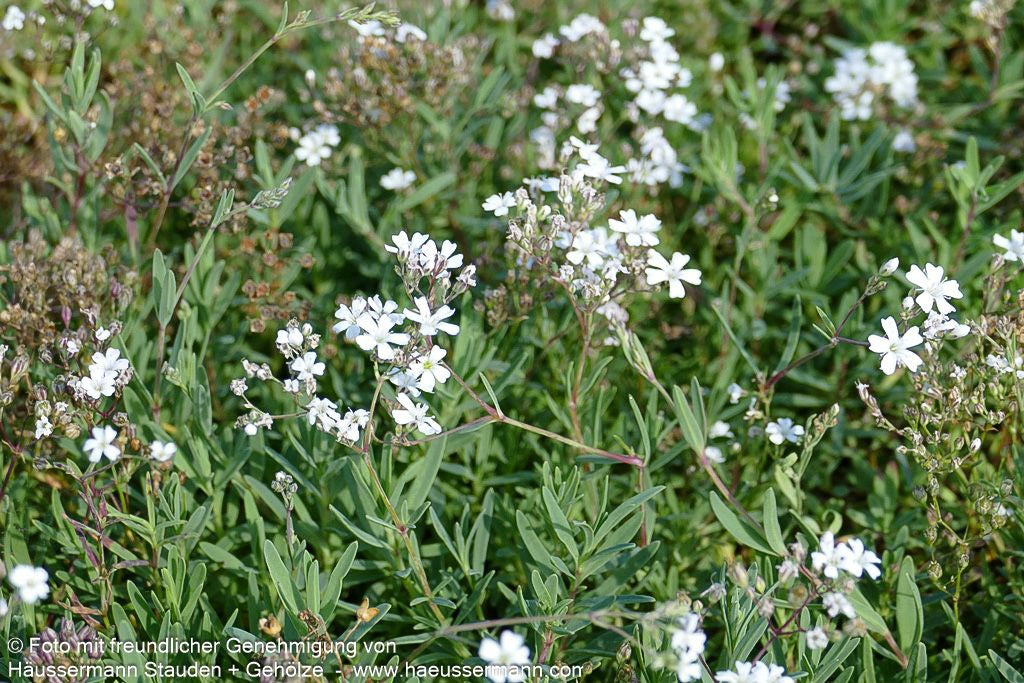 Polster-Schleierkraut (Gypsophila repens)