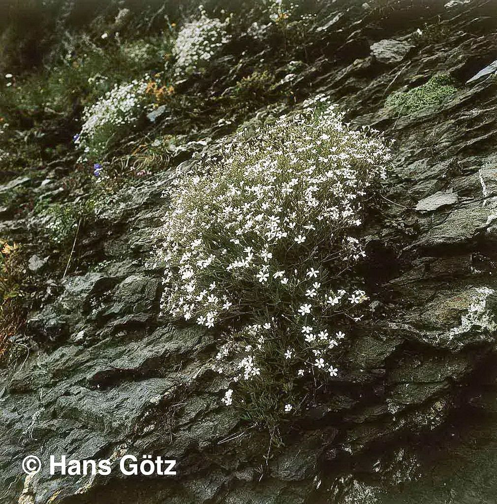 Polster-Schleierkraut (Gypsophila repens)
