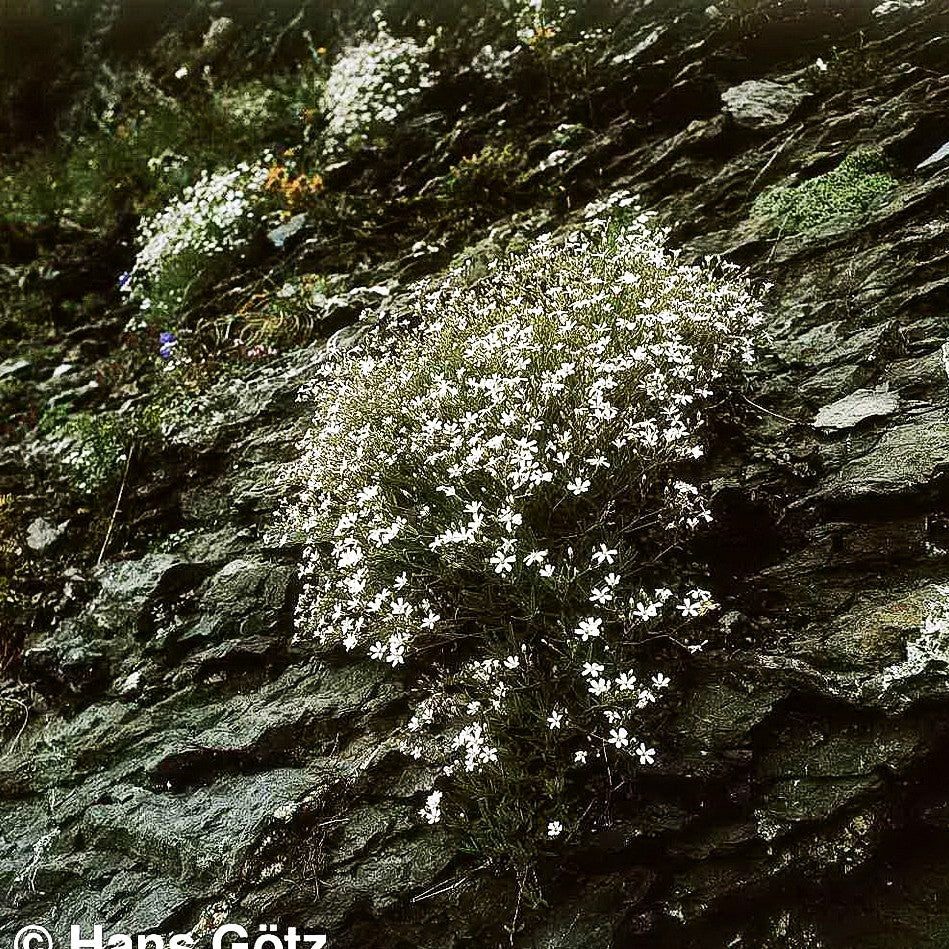 Polster-Schleierkraut (Gypsophila repens)