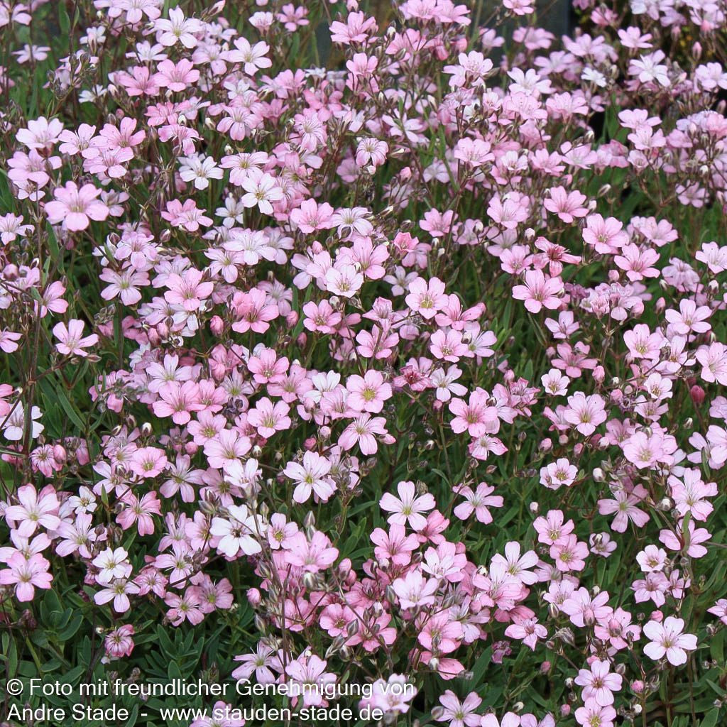 Polster-Schleierkraut 'Rosea' (Gypsophila repens)