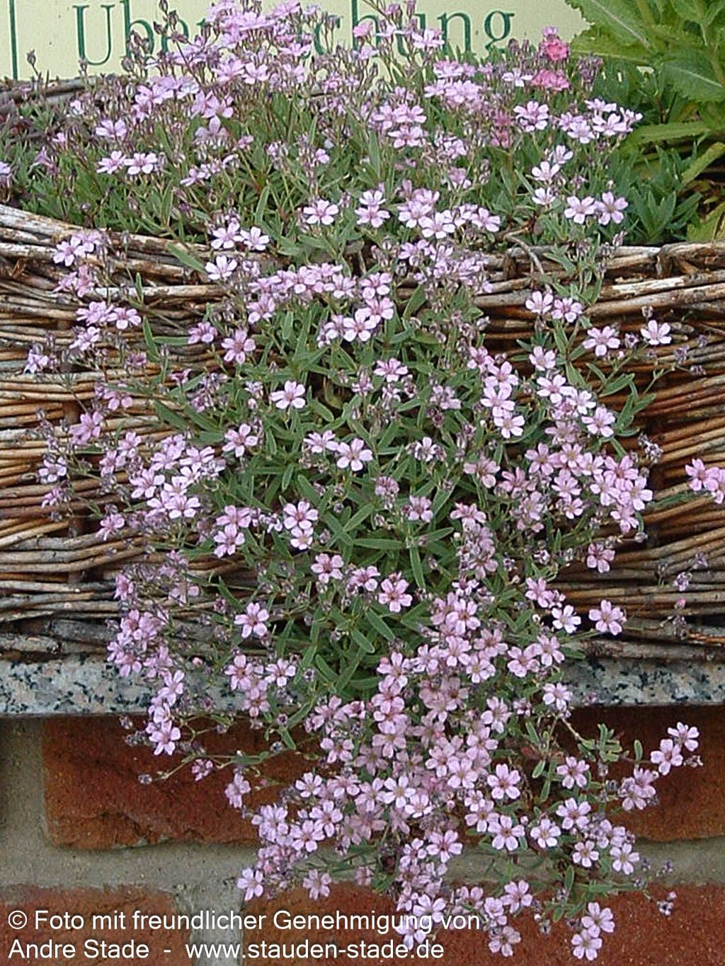 Polster-Schleierkraut 'Rosea' (Gypsophila repens)