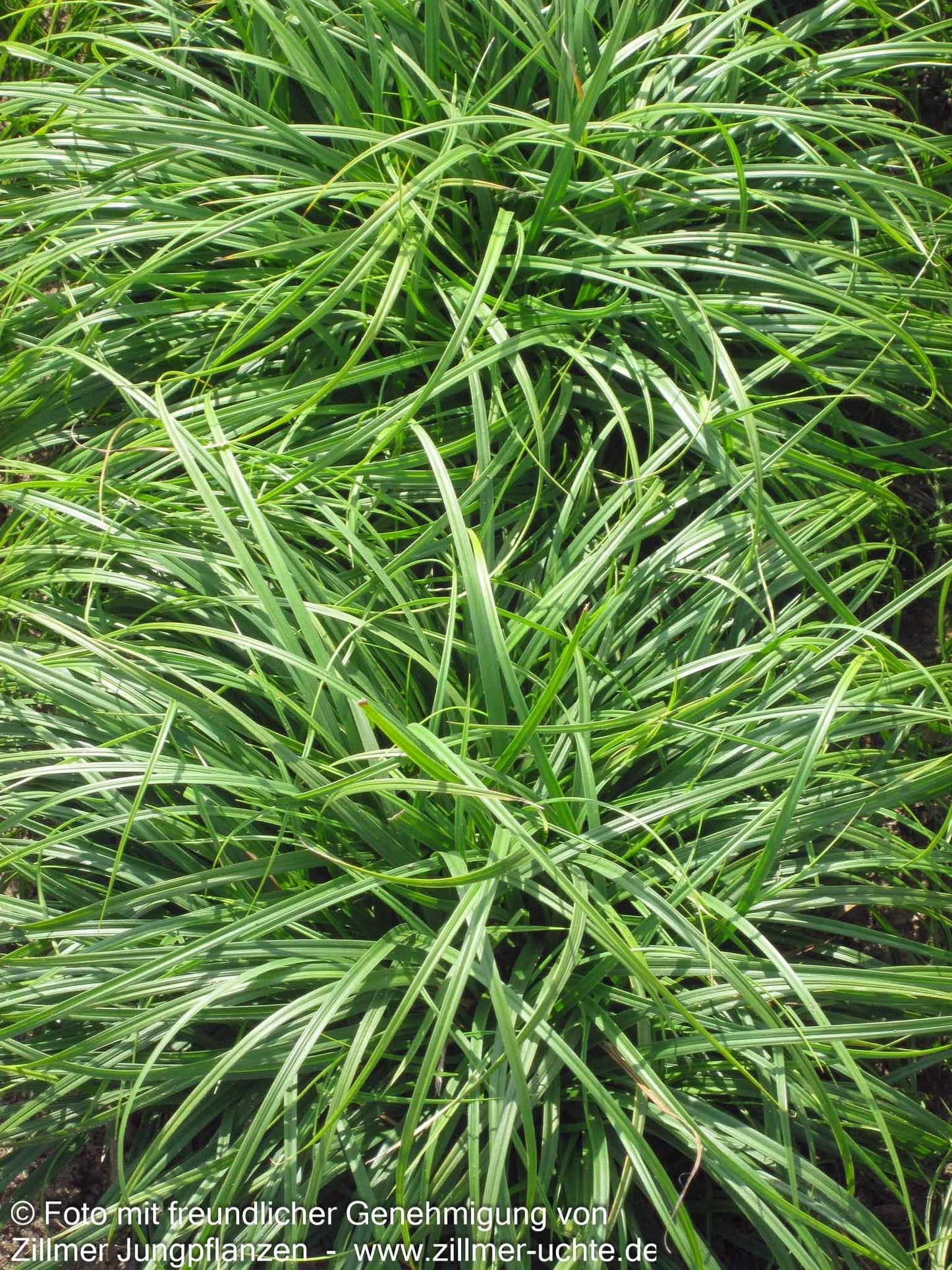 Polsterartige Segge 'The Beatles' (Carex caryophyllea)