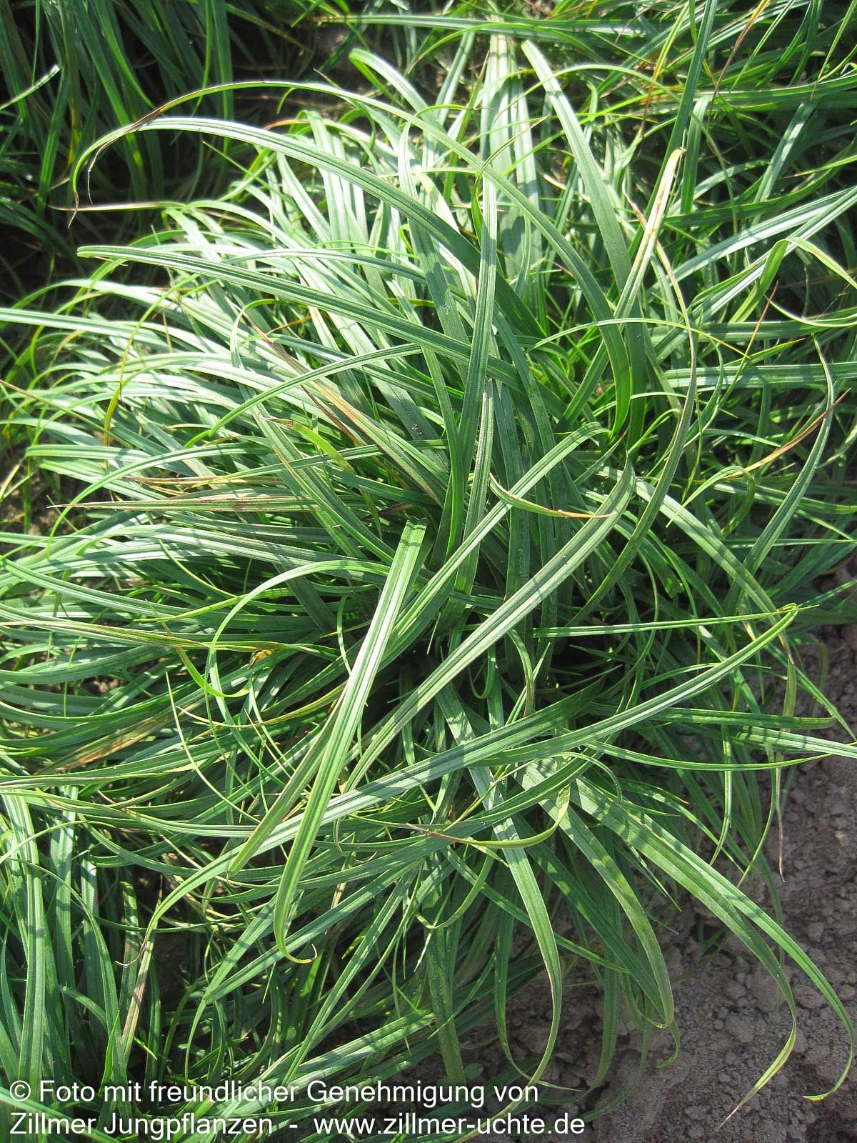 Polsterartige Segge 'The Beatles' (Carex caryophyllea)