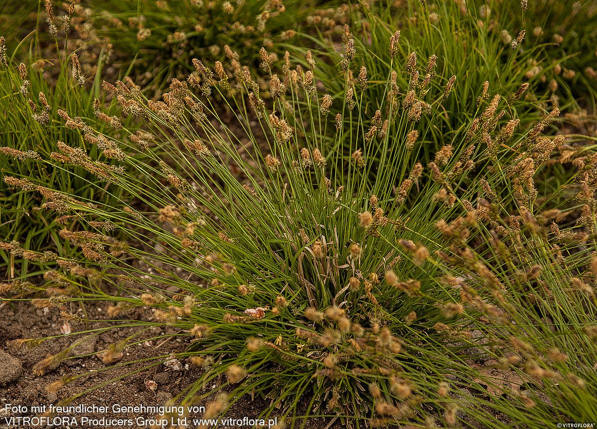 Polsterartige Segge 'The Beatles' (Carex caryophyllea)