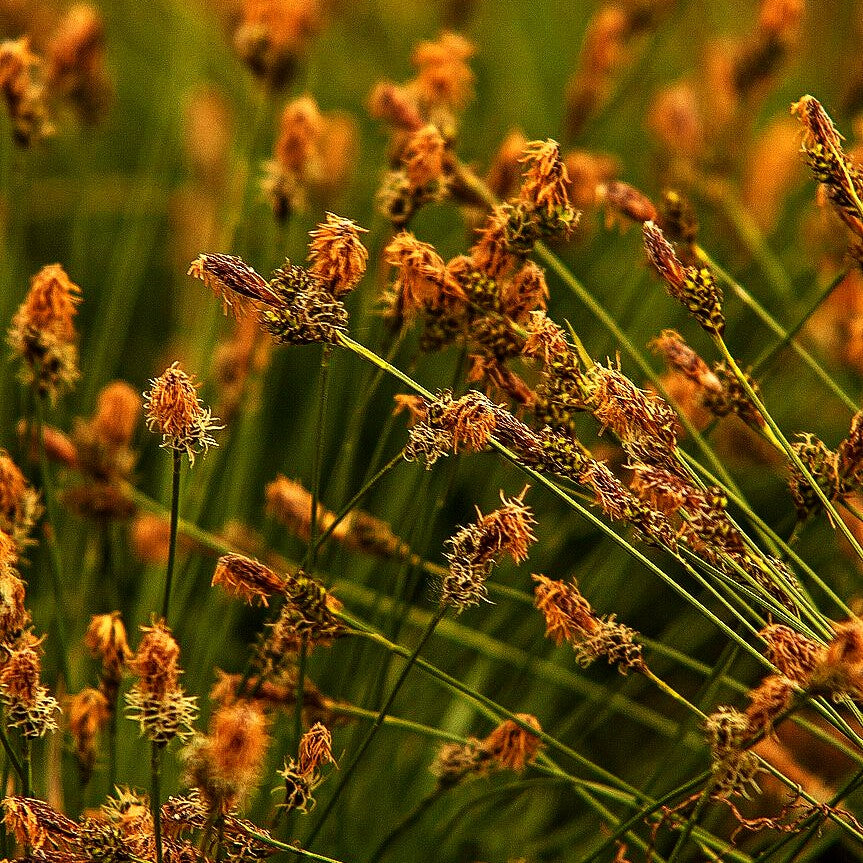 Polsterartige Segge 'The Beatles' (Carex caryophyllea)