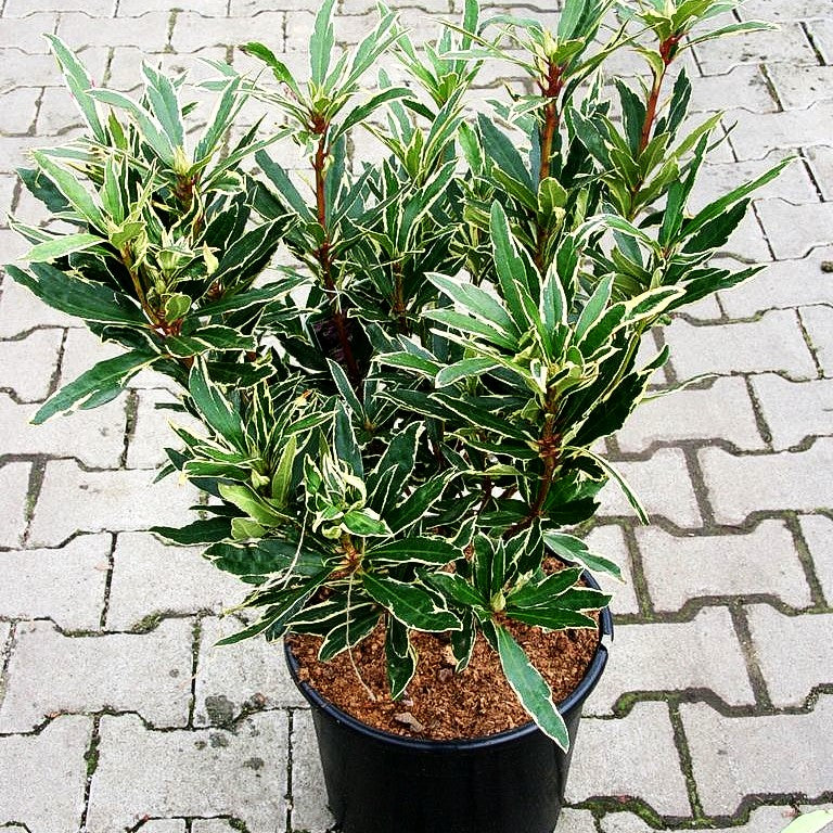 Pontische Alpenrose 'Variegatum' (Rhododendron ponticum III)