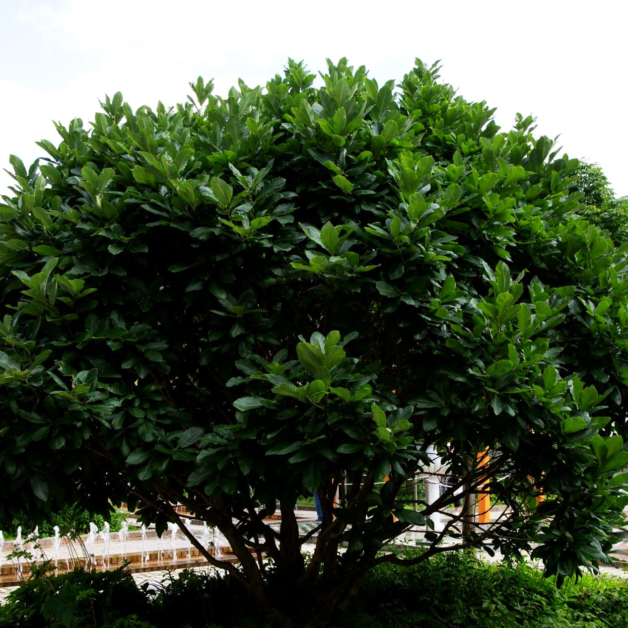 Pontische Eiche, Armenische Eiche (Quercus pontica)