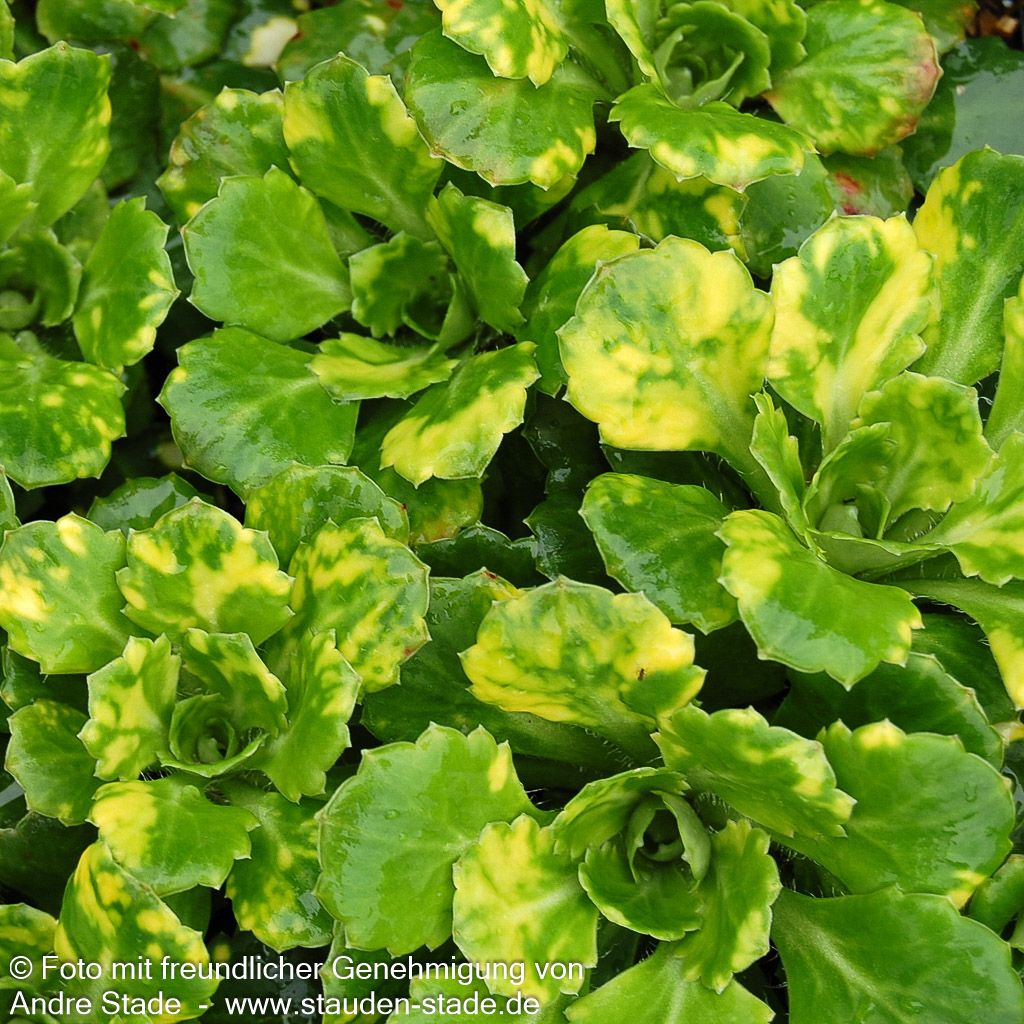 Porzellanblümchen 'Aureopunctata' (Saxifraga x urbium)
