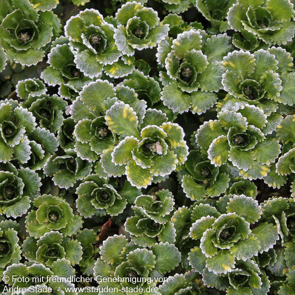 Porzellanblümchen 'Aureopunctata' (Saxifraga x urbium)