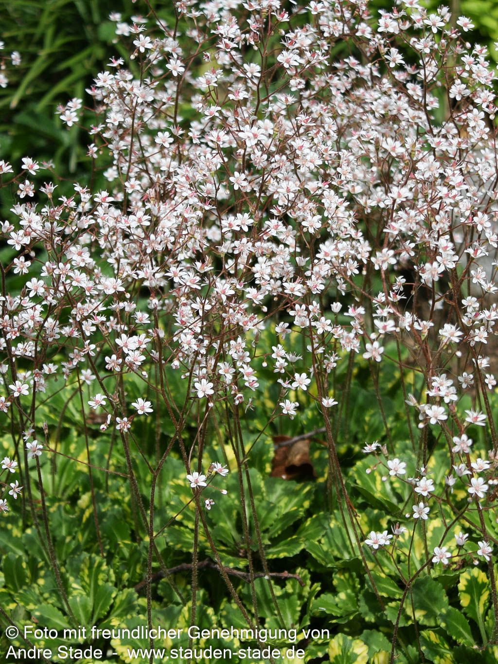 Porzellanblümchen 'Aureopunctata' (Saxifraga x urbium)
