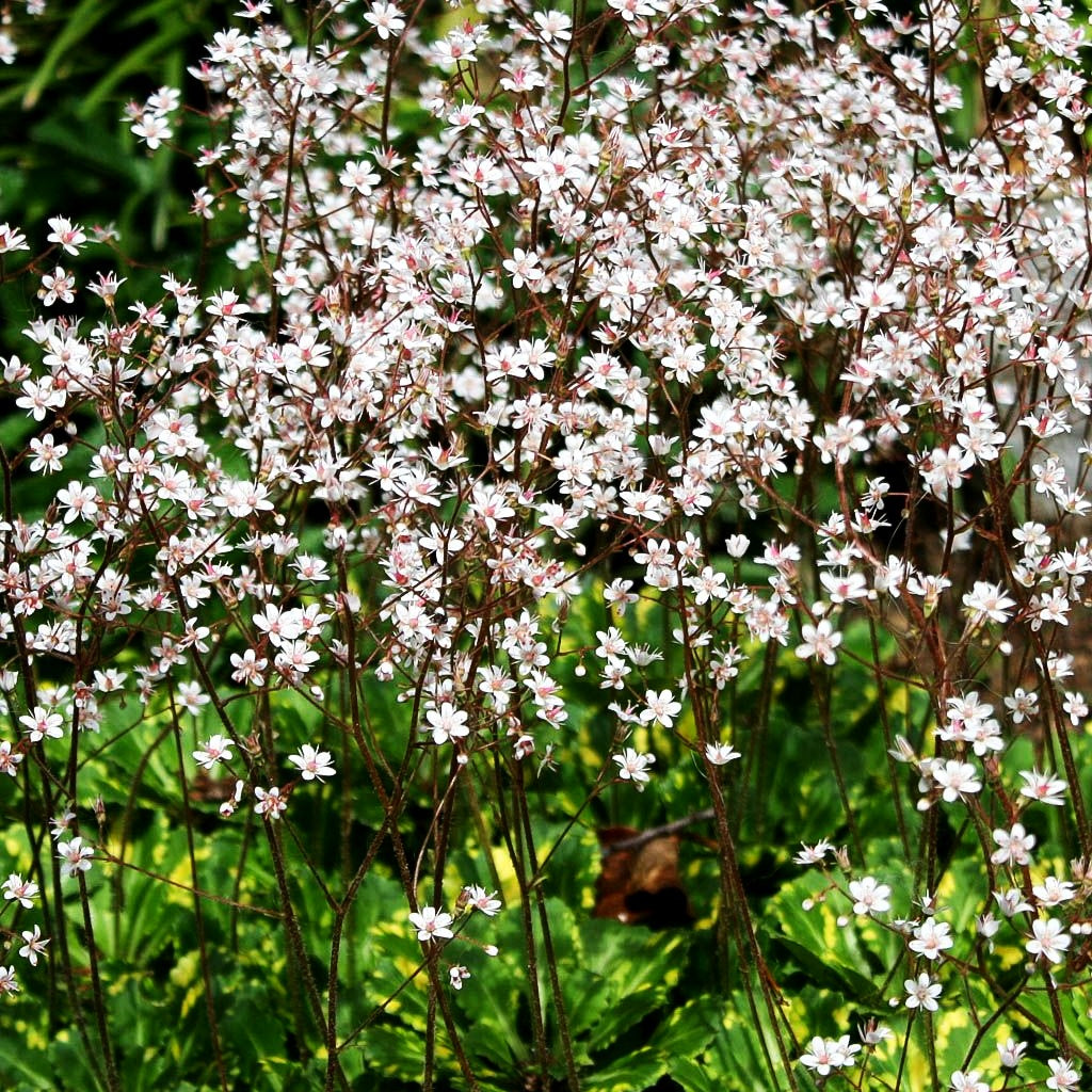 Porzellanblümchen 'Aureopunctata' (Saxifraga x urbium)