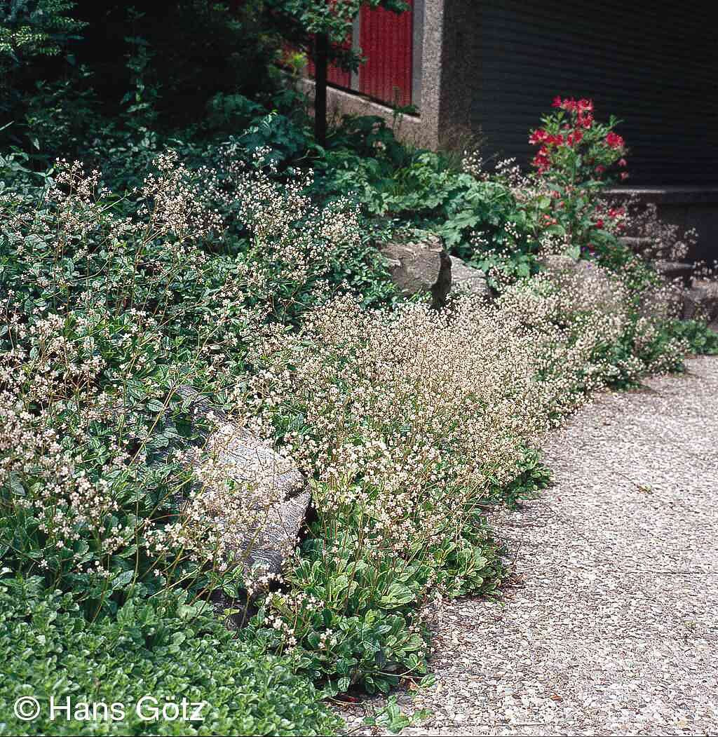 Porzellanblümchen (Saxifraga x urbium)