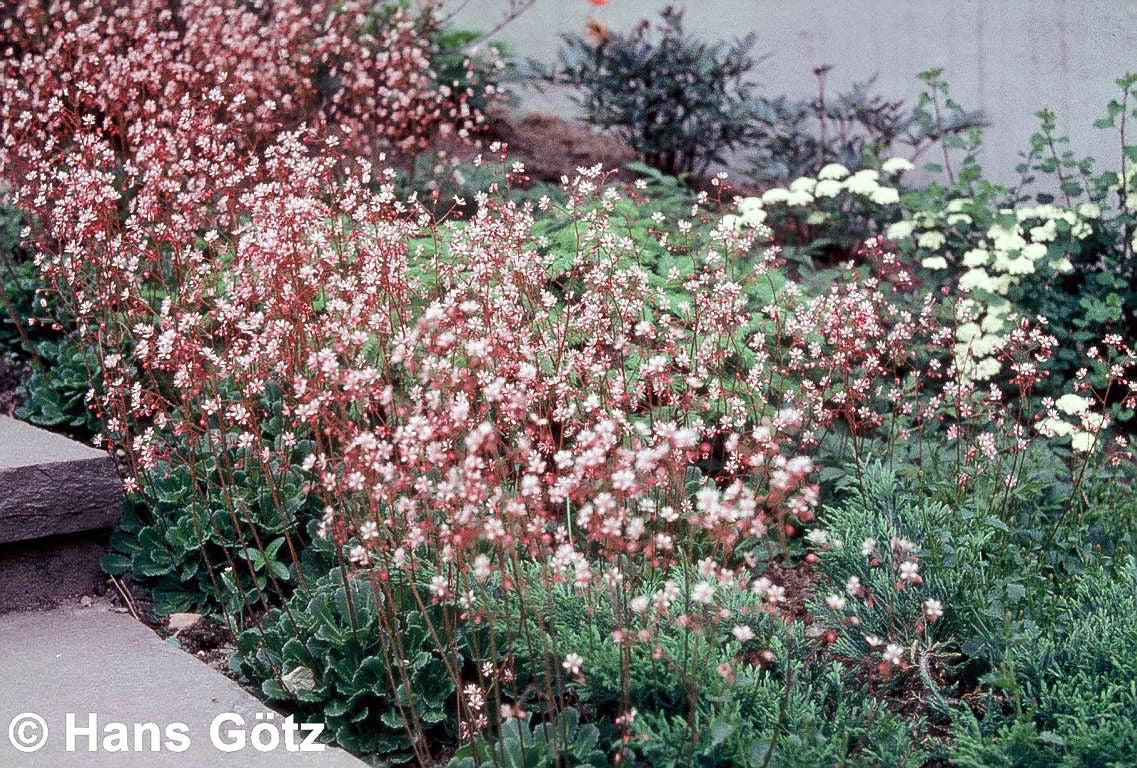 Porzellanblümchen (Saxifraga x urbium)