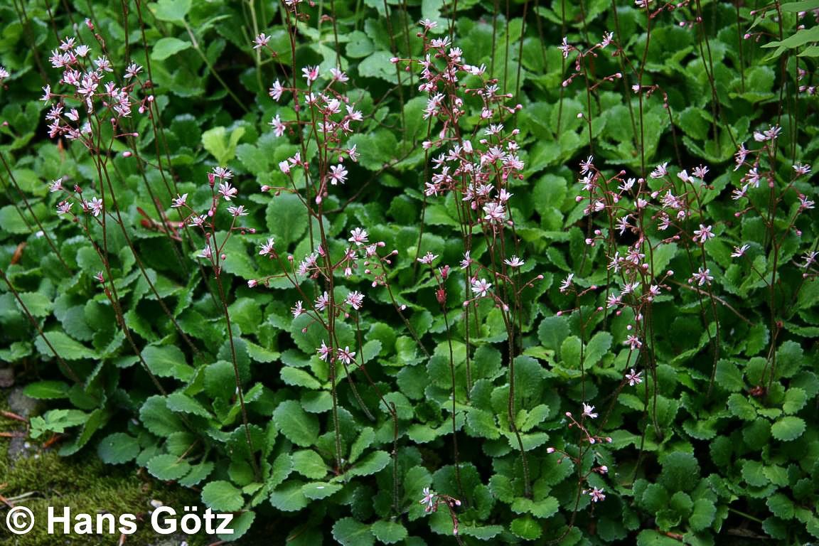 Porzellanblümchen (Saxifraga x urbium)
