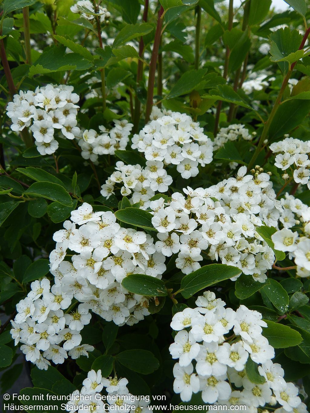Pracht-Spiere (Spiraea vanhouttei)