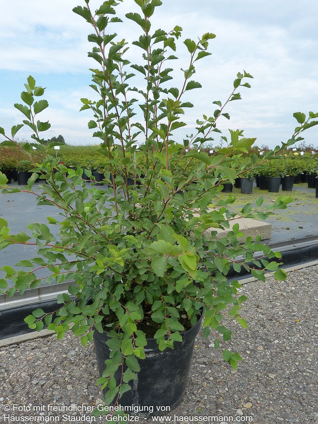 Pracht-Spiere (Spiraea vanhouttei)