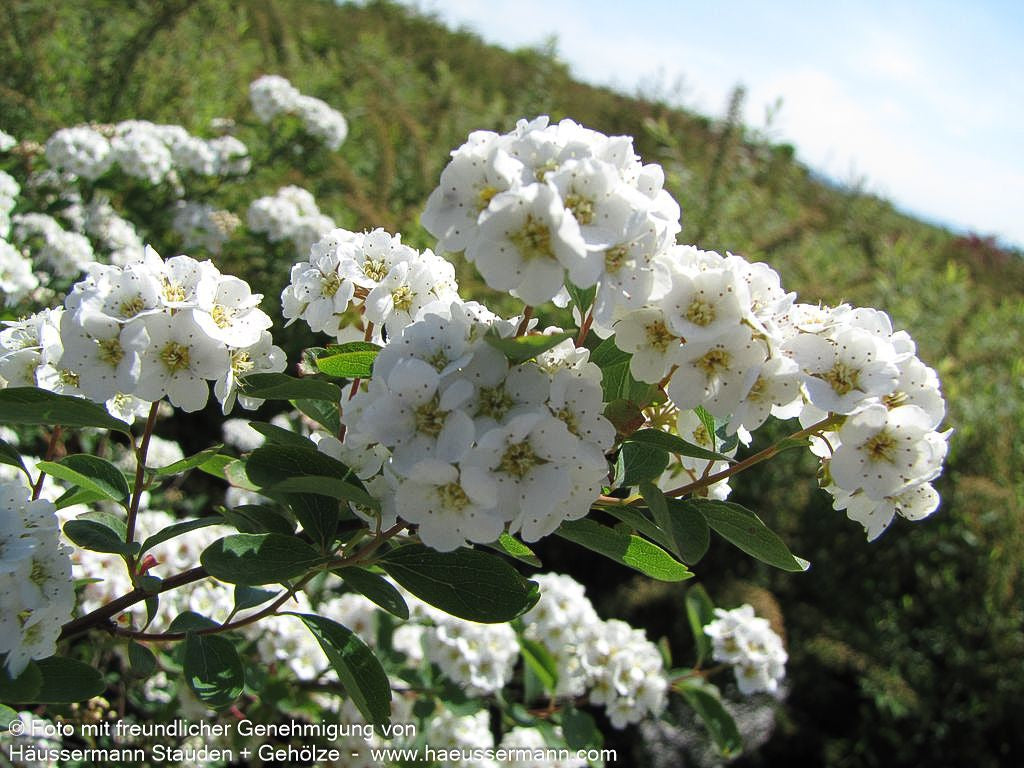 Pracht-Spiere (Spiraea vanhouttei)