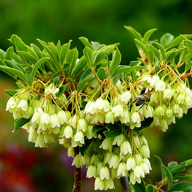 Prachtglocke 'Albiflorus' (Enkianthus campanulatus)