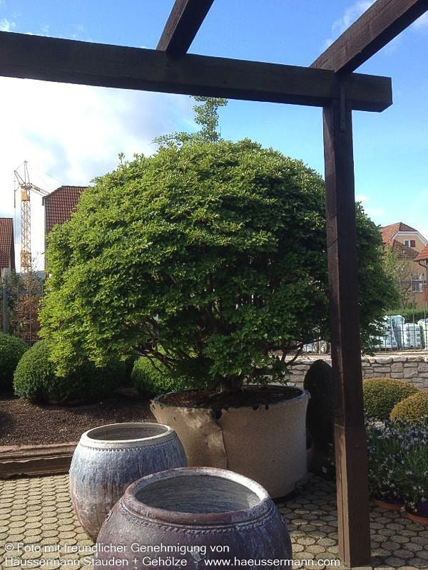 Prachtglocke (Enkianthus campanulatus)
