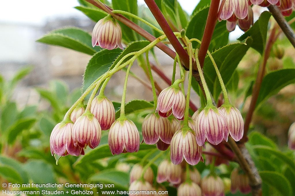 Prachtglocke (Enkianthus campanulatus)