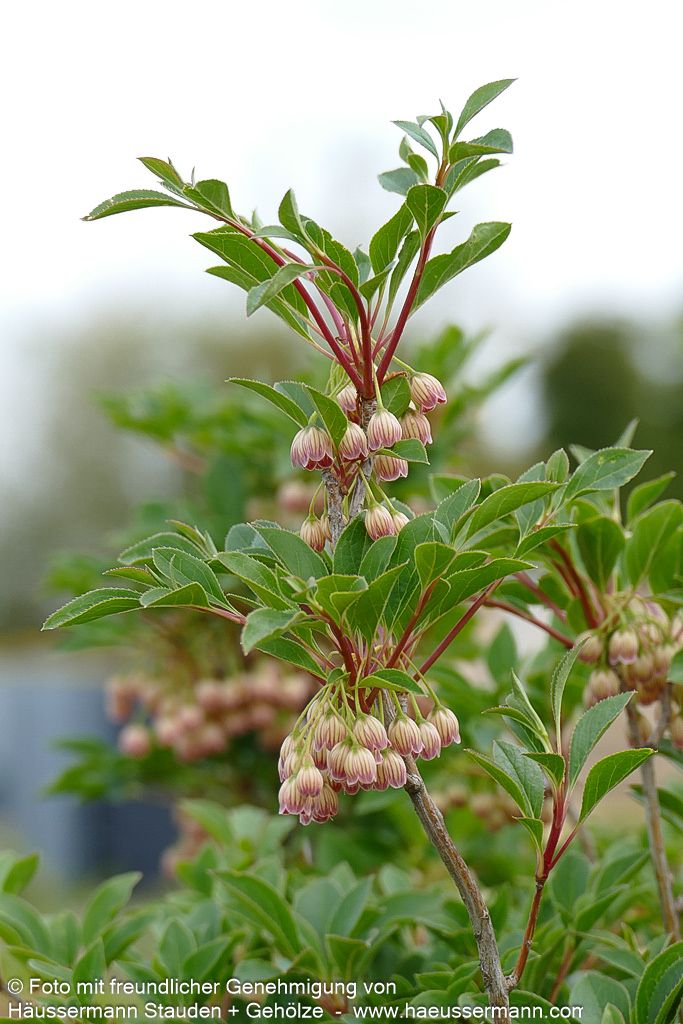 Prachtglocke (Enkianthus campanulatus)