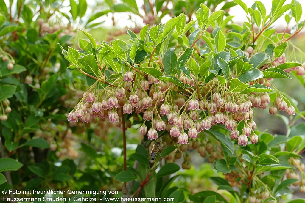 Prachtglocke (Enkianthus campanulatus)