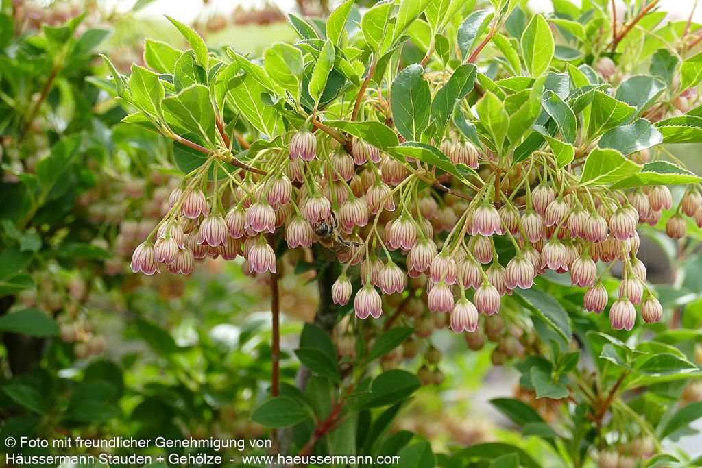 Prachtglocke (Enkianthus campanulatus)