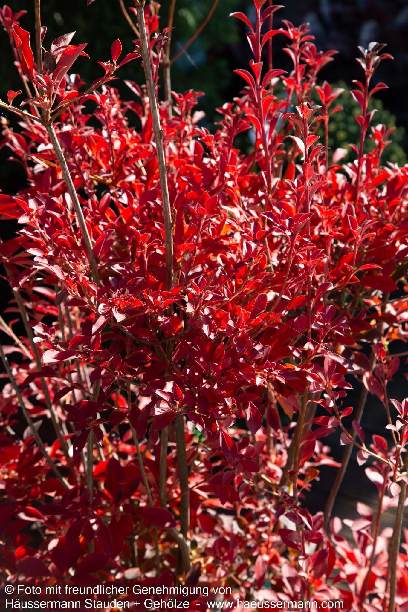 Prachtglocke (Enkianthus campanulatus)