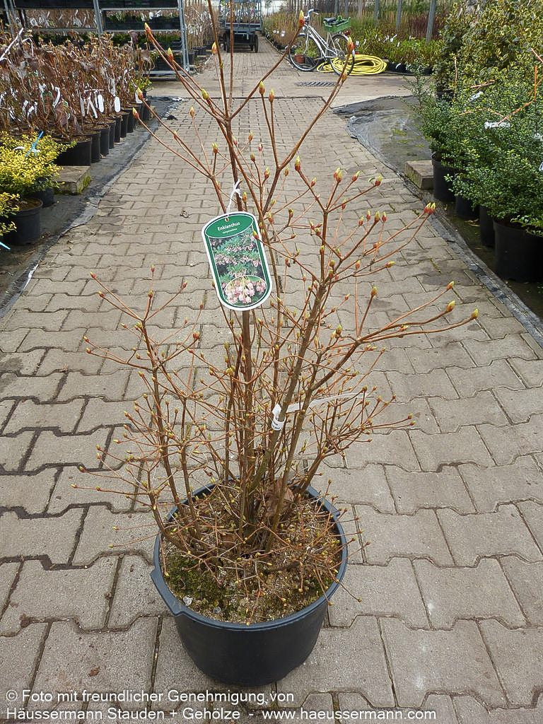 Prachtglocke (Enkianthus campanulatus)