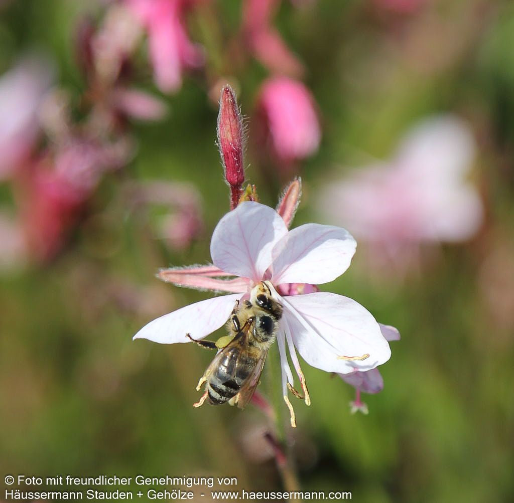 Prachtkerze 'Early Pink' (Gaura lindheimeri Belleza)