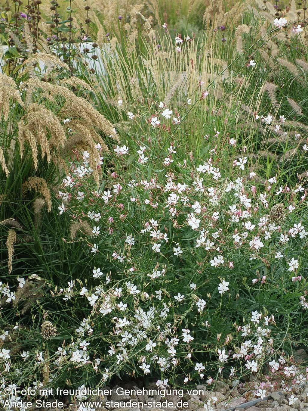 Prachtkerze (Gaura lindheimeri)