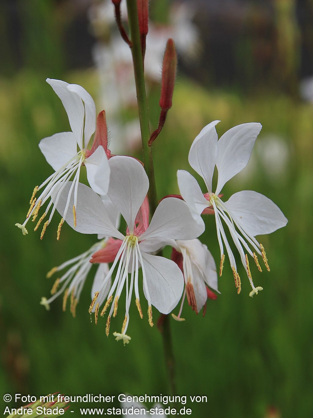 Prachtkerze (Gaura lindheimeri)
